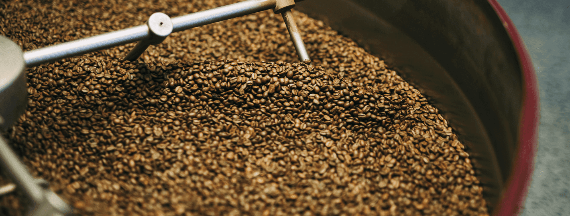 Freshly roasted coffee beans in the cooling tray of the roaster