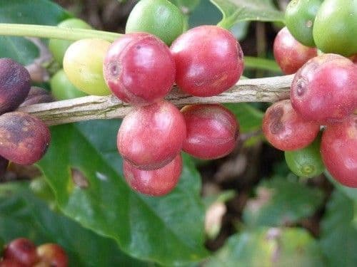 Coffee cherry growing on a tree