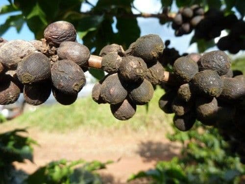 Dried coffee cherry on a tree
